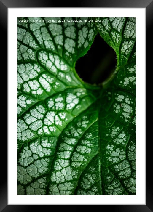 Plant leaves Framed Mounted Print by Martin Newman