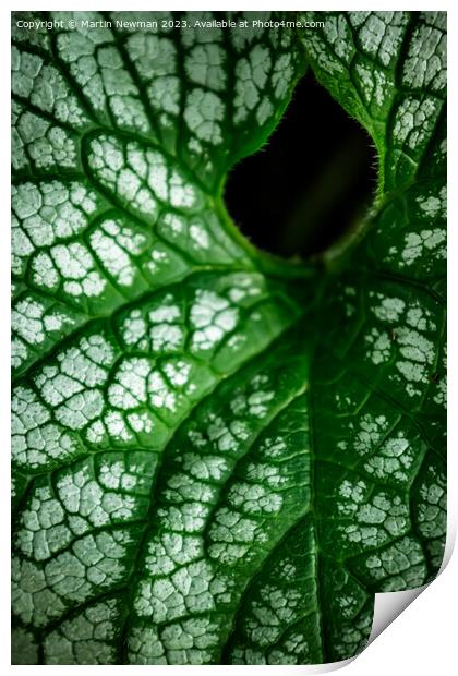 Plant leaves Print by Martin Newman
