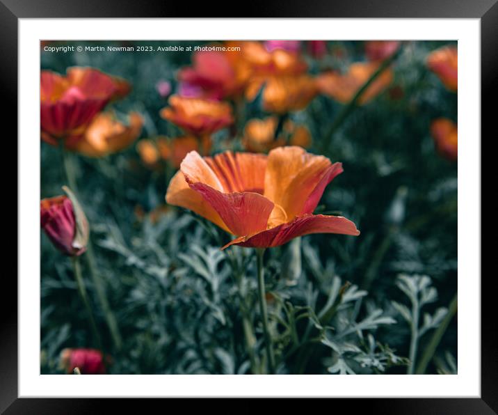 Plant flower Framed Mounted Print by Martin Newman