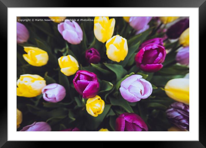 Tulips tulip Framed Mounted Print by Martin Newman