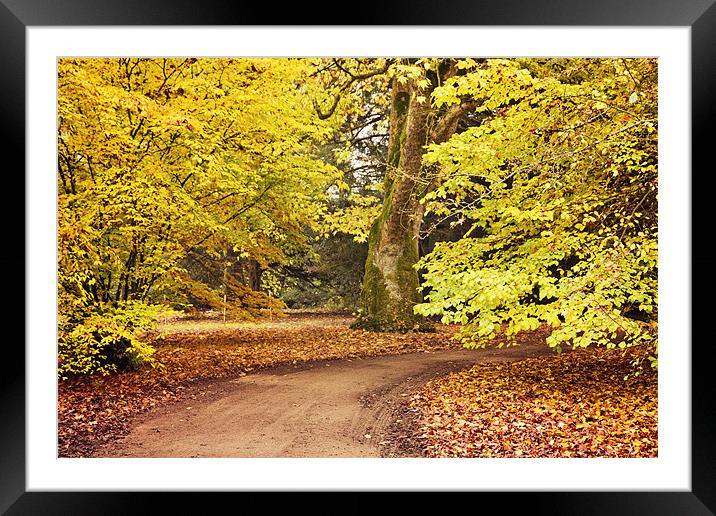 Autumn Walk at Westonbirt Framed Mounted Print by Paul Macro