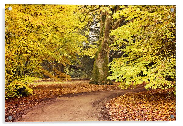 Autumn Walk at Westonbirt Acrylic by Paul Macro