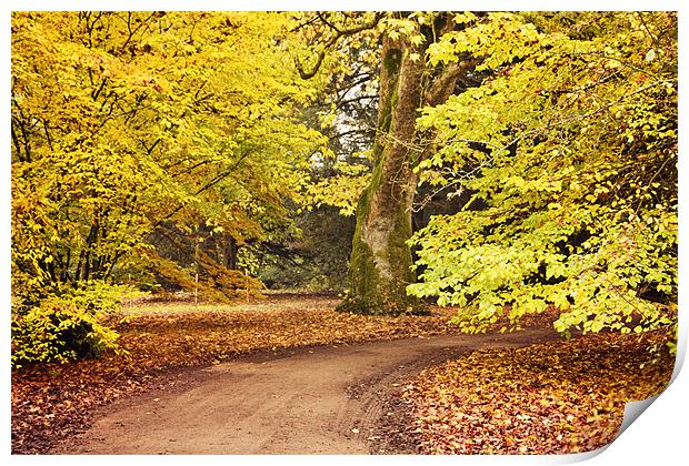 Autumn Walk at Westonbirt Print by Paul Macro