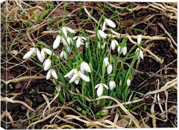 Close up of snowdrops in a garden in Bristol Canvas Print by Steve Painter