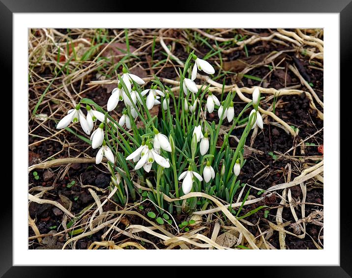 Close up of snowdrops in a garden in Bristol Framed Mounted Print by Steve Painter