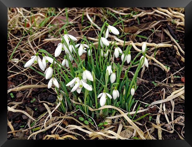 Close up of snowdrops in a garden in Bristol Framed Print by Steve Painter