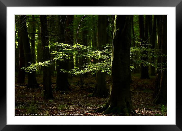 Enigmatic Forest Solitude Framed Mounted Print by Simon Johnson