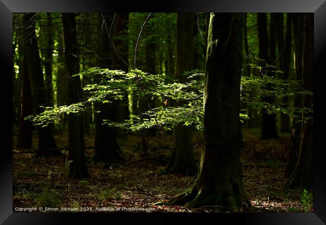 Enigmatic Forest Solitude Framed Print by Simon Johnson