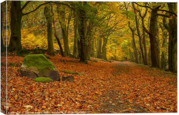 Autumn in the Woods Canvas Print by Darrell Evans