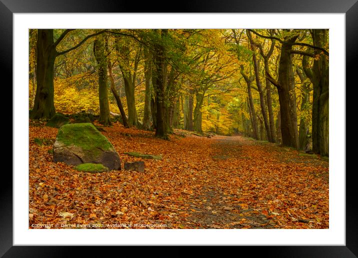 Autumn in the Woods Framed Mounted Print by Darrell Evans