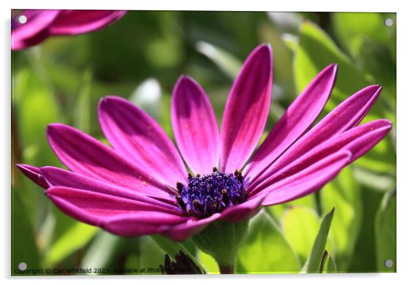 Osteospermum Cape Marguerite Acrylic by Carl Whitfield