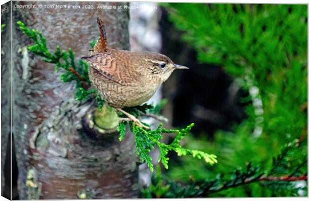 Petite Wren's Tranquil Moment Canvas Print by Tom McPherson