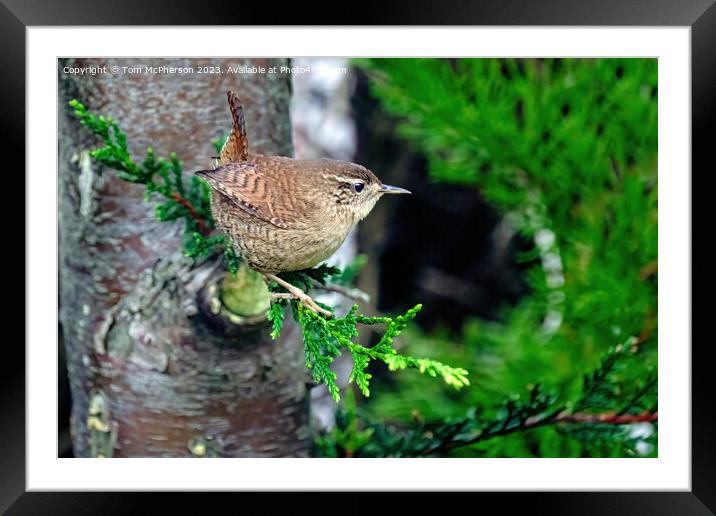 Petite Wren's Tranquil Moment Framed Mounted Print by Tom McPherson