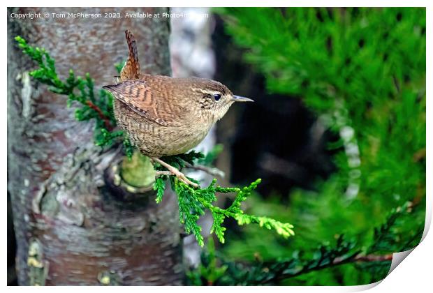 Petite Wren's Tranquil Moment Print by Tom McPherson