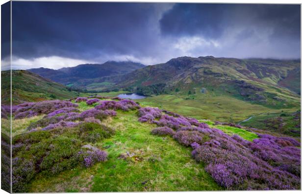 Great Langdale Heather  Canvas Print by Jonny Gios