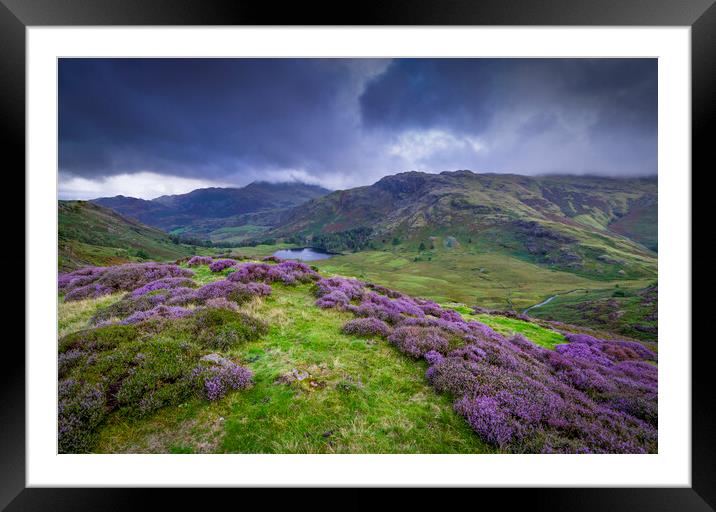 Great Langdale Heather  Framed Mounted Print by Jonny Gios