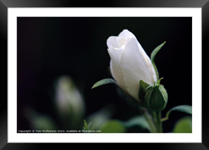 Radiant Rose of Sharon Framed Mounted Print by Tom McPherson