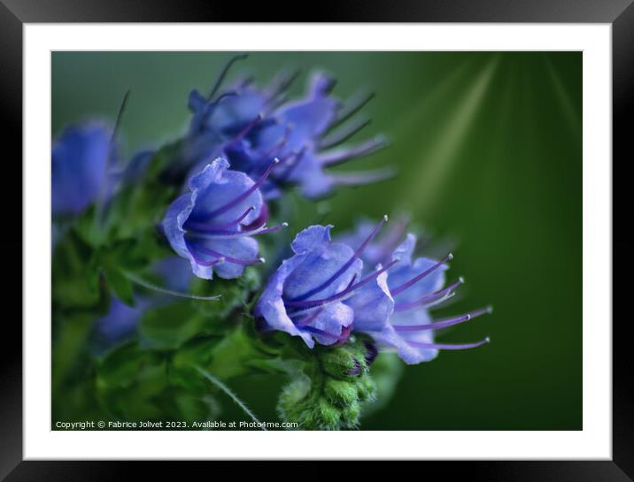 Blooming Lavender's Vibrant Allure Framed Mounted Print by Fabrice Jolivet