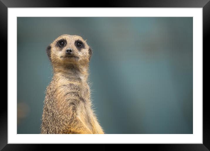 Meerkat 1 Framed Mounted Print by Helkoryo Photography