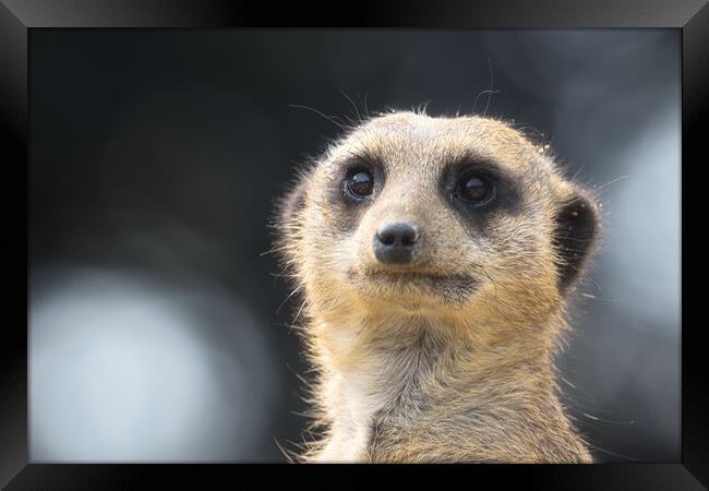 Meerkat 4 Framed Print by Helkoryo Photography