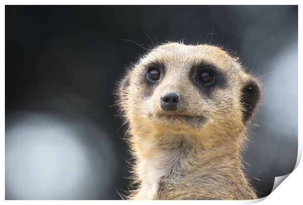 Meerkat 4 Print by Helkoryo Photography