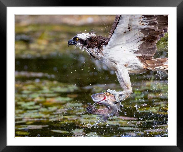 Osprey with Rainbow Trout Framed Mounted Print by Gordon Murray