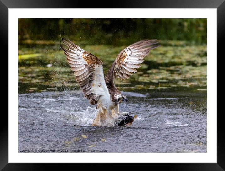 Osprey catching a Rainbow Trout Framed Mounted Print by Gordon Murray
