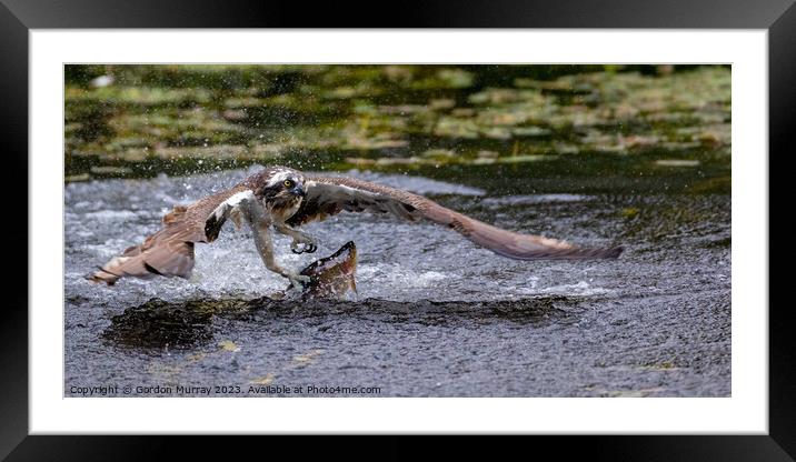 Osprey Catching Rainbow Trout Framed Mounted Print by Gordon Murray