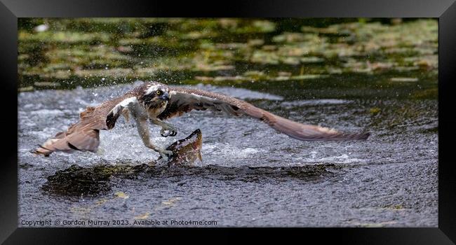 Osprey Catching Rainbow Trout Framed Print by Gordon Murray