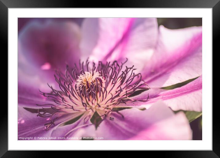 Blossoming Beauty under Blue Sky Framed Mounted Print by Fabrice Jolivet