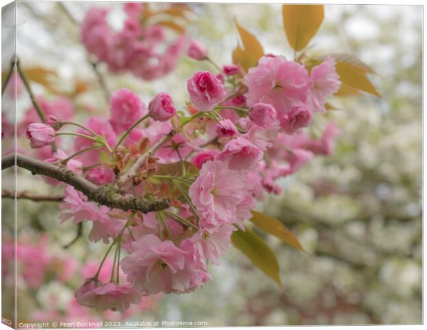 Pink Cherry Blossom Flowers Canvas Print by Pearl Bucknall