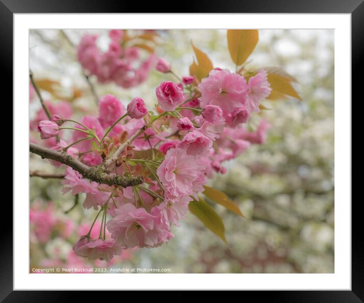 Pink Cherry Blossom Flowers Framed Mounted Print by Pearl Bucknall