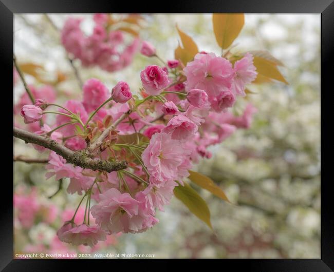 Pink Cherry Blossom Flowers Framed Print by Pearl Bucknall
