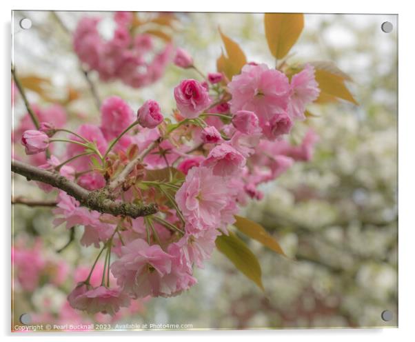 Pink Cherry Blossom Flowers Acrylic by Pearl Bucknall