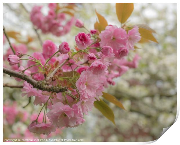 Pink Cherry Blossom Flowers Print by Pearl Bucknall