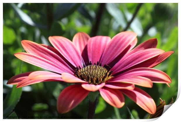 Osteospermum Cape Marguerite Print by Carl Whitfield