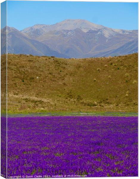 Heather and Mountains Canvas Print by Gavin Clarke