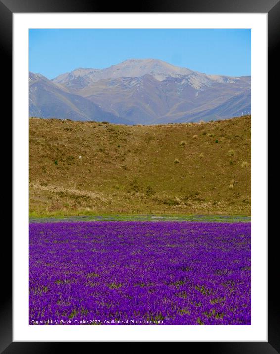 Heather and Mountains Framed Mounted Print by Gavin Clarke