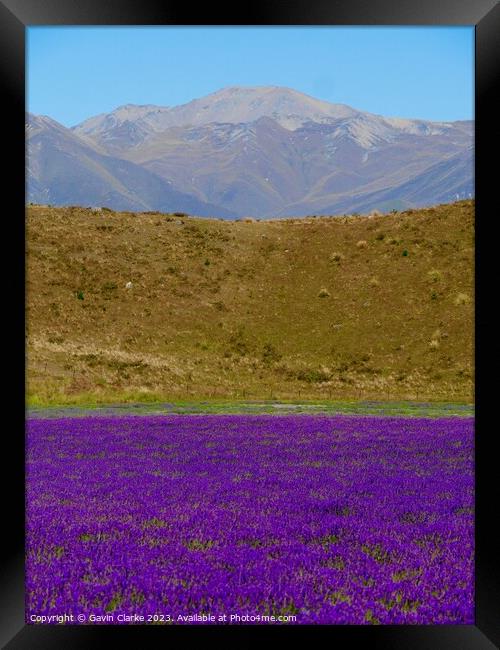 Heather and Mountains Framed Print by Gavin Clarke