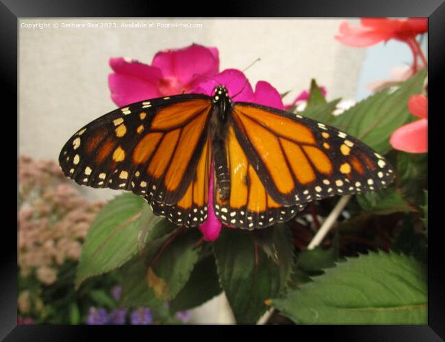 A colorful butterfly on a flower Framed Print by Barbara Rea