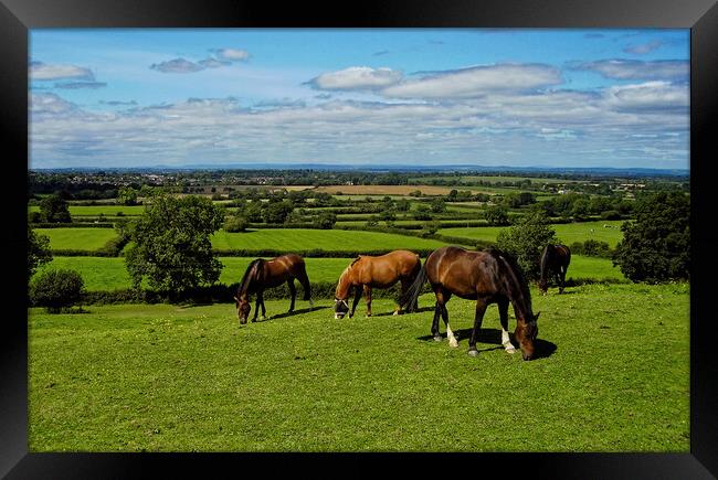 A group of horses graze the sweet green grass at Old Sodbury Framed Print by Steve Painter