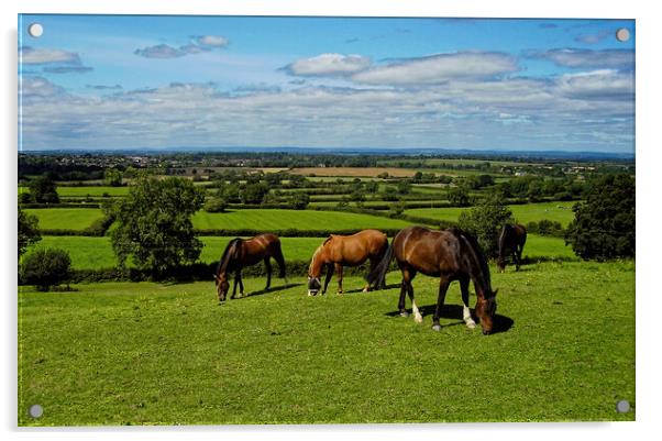 A group of horses graze the sweet green grass at Old Sodbury Acrylic by Steve Painter