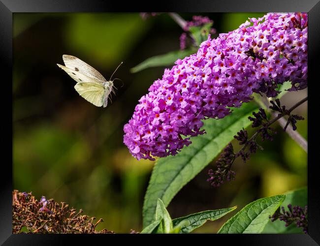Small White Butterfly in Flight. Framed Print by Colin Allen