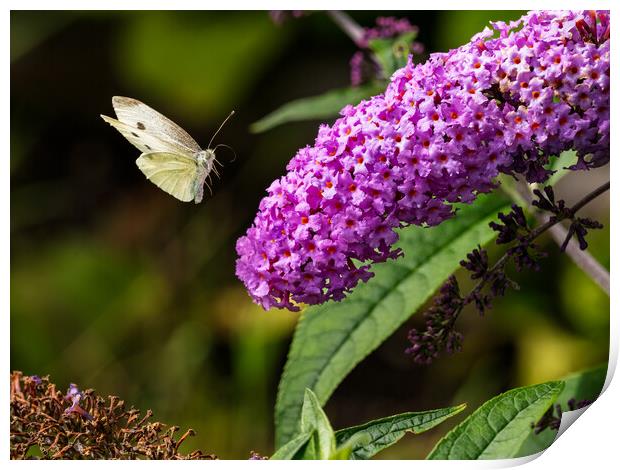 Small White Butterfly in Flight. Print by Colin Allen