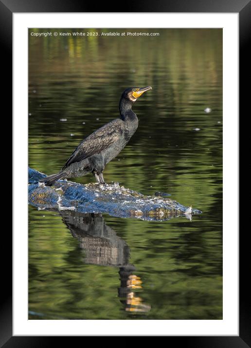 Beautiful green eyed Cormorant Framed Mounted Print by Kevin White
