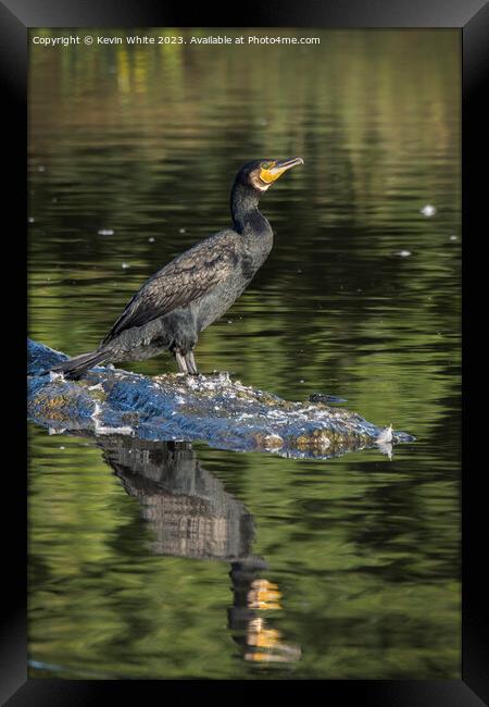 Beautiful green eyed Cormorant Framed Print by Kevin White