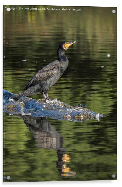 Beautiful green eyed Cormorant Acrylic by Kevin White