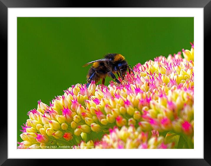 Bee on Sedum  Framed Mounted Print by Ian Stone