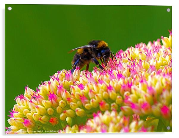 Bee on Sedum  Acrylic by Ian Stone