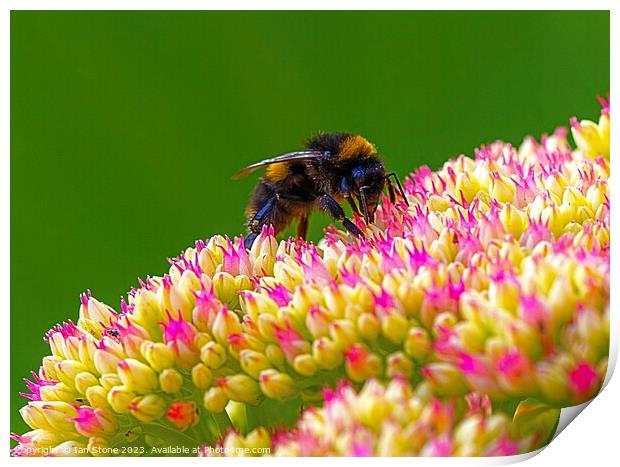 Bee on Sedum  Print by Ian Stone